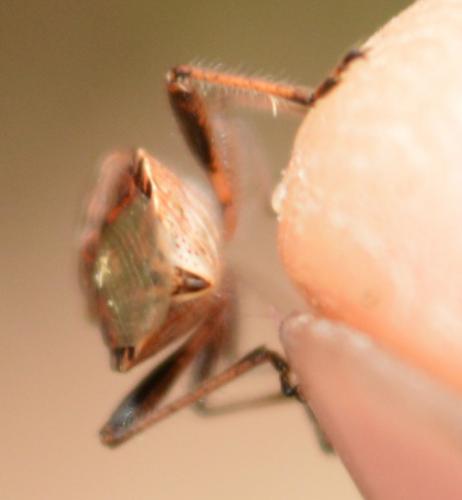 Stictopleurus sp.